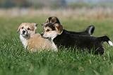 CORGI PEMBROKE 1107